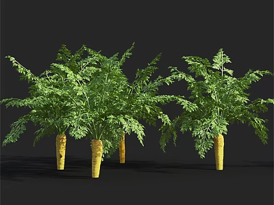 Tall Fresh Carrot Plants With Lush Green Leaves And Yellow Roots 3d model