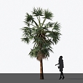 Modern Palm Tree Sugar Brown Landscape Tree 3d model