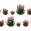 Various Colorful Garden Flowers With Pink And White Roses And Green Leaves