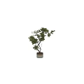 Decorative Ornament Set With Curved Tree Trunks Green Leaves And Golden Pots