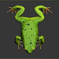 Green Frog With Black Spots Yellow Eyes And Orange Toes On Reflective Surface