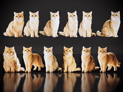Twelve Cats in Different Sitting and Standing Poses on Black Background with Reflections 3d model