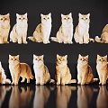 Twelve Cats in Different Sitting and Standing Poses on Black Background with Reflections