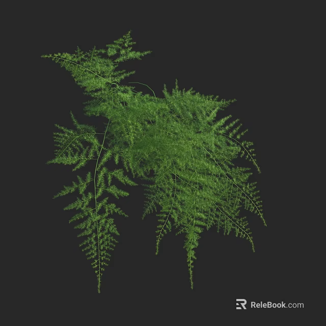 Green Fern Plant With Lush Foliage And Elegant Leaves On Black Background 3d model 