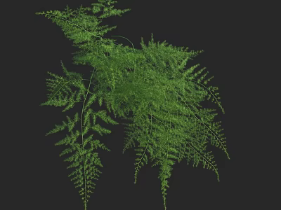 Green Fern Plant With Lush Foliage And Elegant Leaves On Black Background 3d model