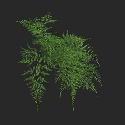 Modern asparagus asparagus dwarf asparagus cloud piece pine thorn asparagus 3d model
