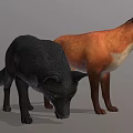 Red Fox and Black Wolf Standing with Realistic Fur Details on Gray Background