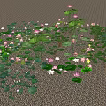 Vibrant Aquatic Plants Featuring Green Lily Pads And Pink Lotus Flowers Floating On Water