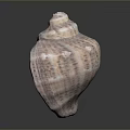 Aquatic Animal Spiral Seashell with Brown White Patterns and Textured Surface 3d model