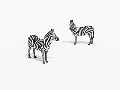 Two Zebras With Black And White Stripes Standing On White Background 3d model