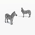 Two Zebras With Black And White Stripes Standing On White Background
