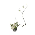 Bonsai Plant with Curved Branches Green Leaves and White Flowers Against White Background