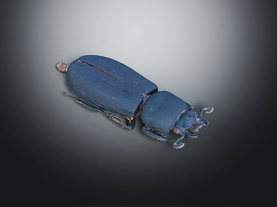 Dark Blue Beetle With Shiny Hard Shell And Long Antennae On Gray Background 3d model