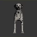 Dalmatian Dog With Black And White Spots Standing On Reflective Dark Surface