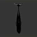 Black Aquatic Animal Whale With Sleek Body And Smooth Swimming Posture