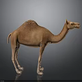 Realistic Brown Camel With Single Hump Standing On Gray Background