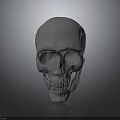 Detailed White Human Skull With Smooth Surface Isolated On Gray Background 3d model