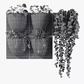 Hanging Potted Plants With Black White Pots And Green Vines For Indoor Decoration