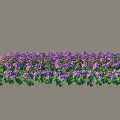 Lush Shrubs With Purple Flowers And Green Leaves In Garden Landscape