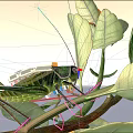 Green grasshopper with long antennae perched on green leaves and branch