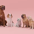 Friendly Five Different Dog Breeds Sitting Together On Pink Background