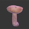 Mushroom Organ Shaped Cap With Hair Like Stem And Green Orange Color