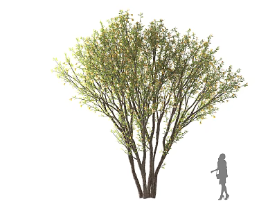 Dense Foliage Tree With Multiple Trunks Green Leaves And Human Silhouette Holding Bag 3d model