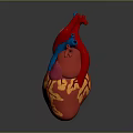 Thoracic Organ Anatomical Heart Model With Colorful Detailed Red Blue Pink Yellow Parts