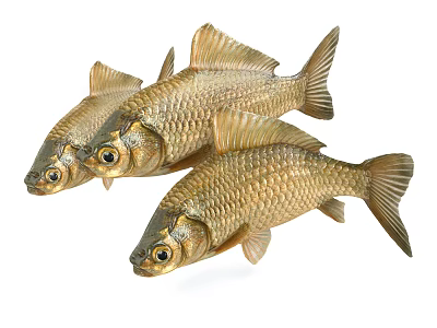 Three Golden Fish With Shiny Scales And Fins As Beautiful Aquatic Creatures 3d model