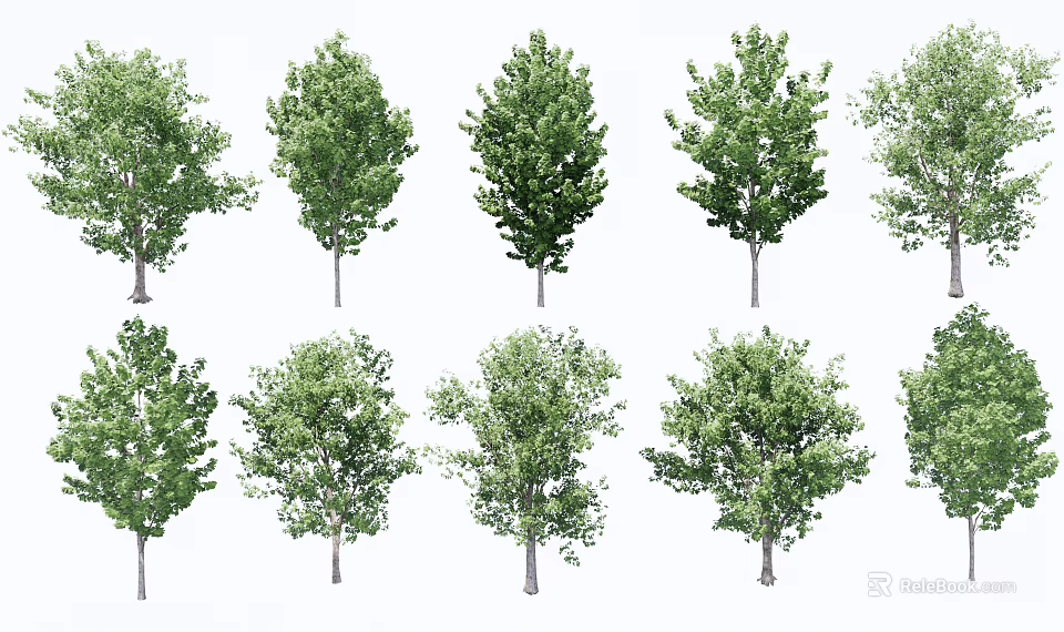 Various Arbor Tree Varieties with Green Foliage and Sturdy Trunks 3d model