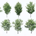 Various Arbor Tree Varieties with Green Foliage and Sturdy Trunks 3d model