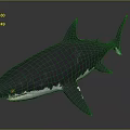 Realistic 3D Shark Model With Gray White Body And Dorsal Fin On Dark Background