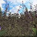 Shrubs With Variegated Leaves And Purple Flowers Under Blue Sky With White Clouds