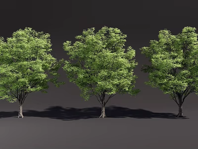 Three Tall Trees with Lush Green Foliage Thick Trunks and Long Shadows on Dark Background 3d model