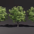 Three Tall Trees with Lush Green Foliage Thick Trunks and Long Shadows on Dark Background