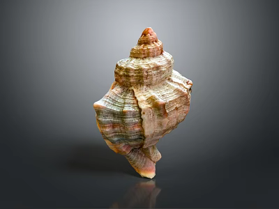 Colorful Spiral Conch Shell With Shiny Surface And Natural Patterns On Dark Background 3d model