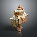 Colorful Spiral Conch Shell With Shiny Surface And Natural Patterns On Dark Background 3d model