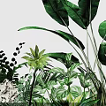 Assorted Indoor Plant Combination With Large Green Leaves Small Foliage And White Flowers