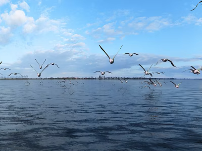 Seagulls Flying Over Rippling Water Under Blue Sky With White Clouds And Distant Land 3d model