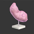 Anatomical Organ And Hair Structure Model With Red Texture On White Display Stand