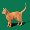 Orange Cat Standing On Green Background With Bright Eyes And Tail Up
