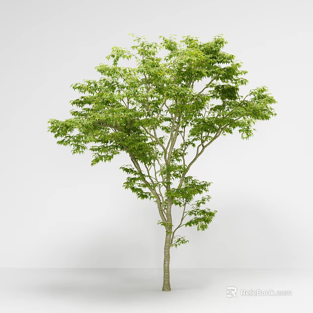Arbor With Lush Green Leaves And Sturdy Trunk In Natural Growth 3d model 