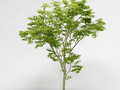 Arbor With Lush Green Leaves And Sturdy Trunk In Natural Growth 3d model