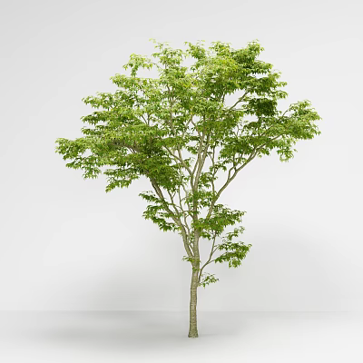 Modern tree red maple chicken claw maple seven-horn maple maple tree green planting trees 3d model