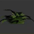 Lush Green Fern Plant With Feathery Fronds On Dark Background