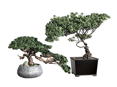 Artistic Green Bonsai Trees with Shaped Trunks in Grey Round and Black Square Planters 3d model