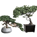 Artistic Green Bonsai Trees with Shaped Trunks in Grey Round and Black Square Planters