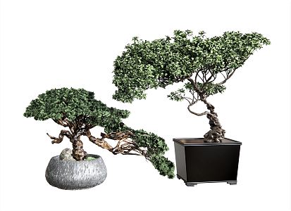 New Chinese Bonsai Flower Pot Plant Vase Ornaments Luohan Pine 3d model