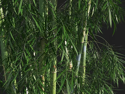 Tall Green Bamboo Stems With Lush Leaves In Natural Growth Environment 3d model