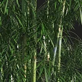 Tall Green Bamboo Stems With Lush Leaves In Natural Growth Environment